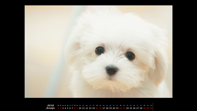 Обои картинки фото календари, животные, собака, взгляд, морда