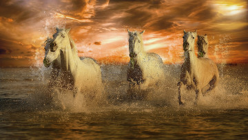 обоя животные, лошади, белые, брызги, море, закат