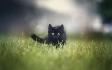 Картинка анна+яркова животные коты анна яркова
