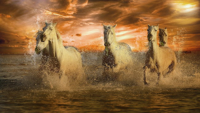 Обои картинки фото животные, лошади, белые, брызги, море, закат