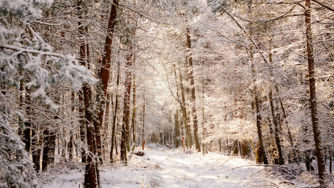 Обои картинки фото природа, зима, красивый, зимний, лес