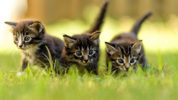 Картинка животные коты котята лужайка