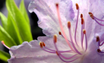 Картинка цветы рододендроны+ азалии цветение макро