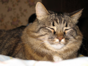 Картинка держиморда животные коты