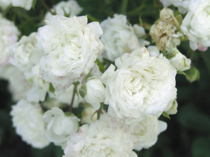 Картинка белые розы цветы
