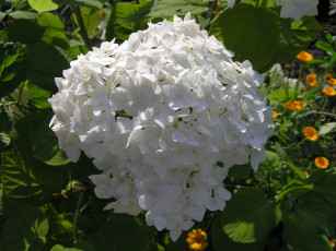 Картинка белый шар цветы гортензия