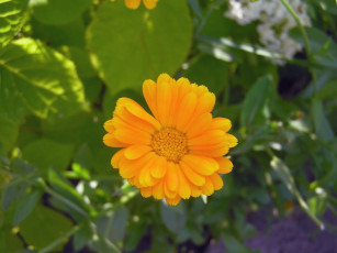 Картинка маленькое солнце цветы календула