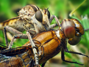 Картинка животные насекомые