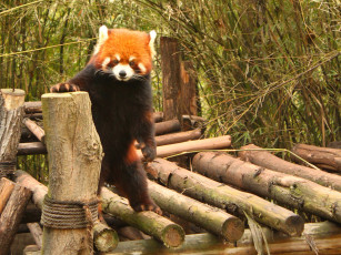 Картинка животные панды панда красная
