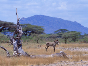 Картинка животные зебры зебра африка