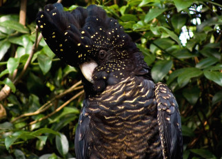 Картинка животные попугаи перья черный какаду хохолок