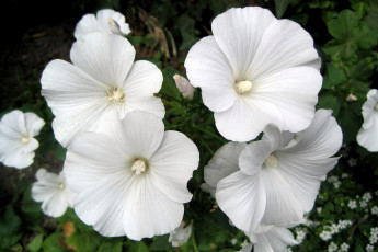 Картинка цветы лаватера много белый