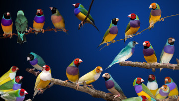 Картинка животные птицы стая амадины
