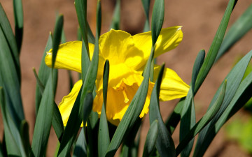 Картинка цветы нарциссы желтый