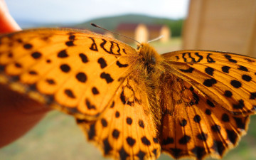 Картинка животные бабочки крапинки