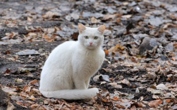 Картинка животные коты кот кошка листва осень