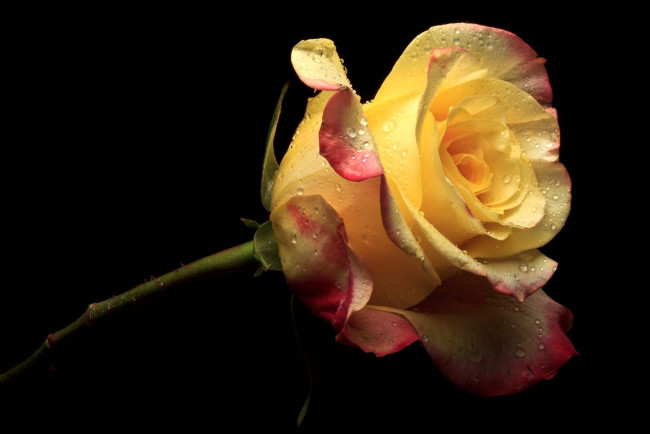 Обои картинки фото цветы, розы, желтый, капли
