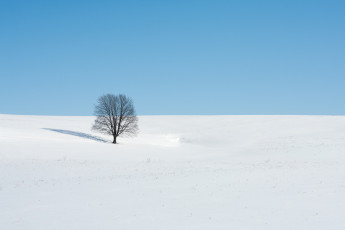 Картинка природа зима поле дерево пейзаж