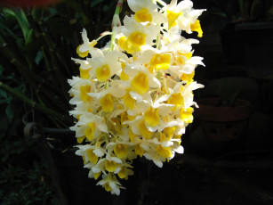 Картинка цветы орхидеи желтые