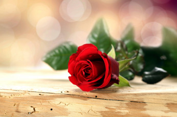 Картинка цветы розы одиночка