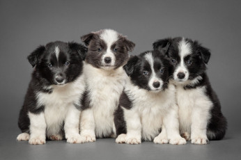 Картинка животные собаки бордер-колли квартет щенки