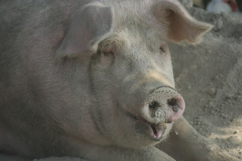 Картинка животные свиньи +кабаны хрюшка грязь пятачок