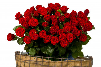 Картинка цветы розы красный много букет
