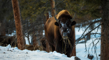 Картинка животные зубры +бизоны бизон зима
