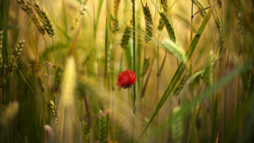 Картинка цветы луговые+ полевые +цветы колосья пшеница мак