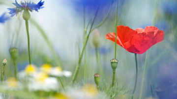 Картинка цветы луговые+ полевые +цветы на лугу мак ромашки травы