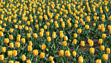 Картинка цветы тюльпаны желтых тюльпанов из поляна