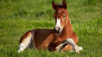 Картинка животные лошади фон поле лошадь зелёная трава жиребёнок