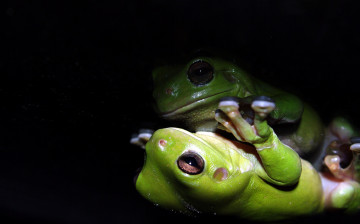 Картинка животные лягушки чёрный фон зелёная лягушка отражение