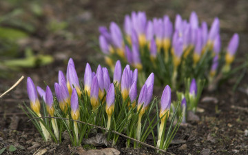 Картинка цветы крокусы сиреневые бутоны весна