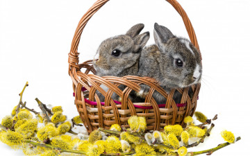 Картинка животные кролики +зайцы корзина