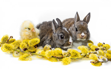 Картинка животные кролики +зайцы ветка