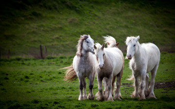 Картинка животные лошади природа поле кони