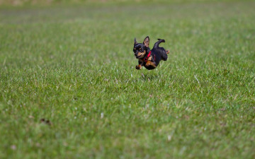 Картинка животные собаки чихуахуа собака прыжок полёт трава