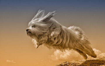 Картинка животные собаки гаванский бишон собака прыжок