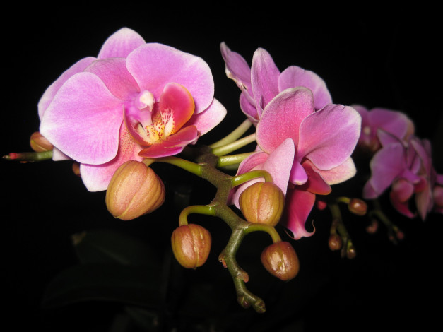 Обои картинки фото цветы, орхидеи, розовые