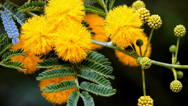 Обои картинки фото цветы, мимоза, жёлтые, пушистые, шарики, веточка