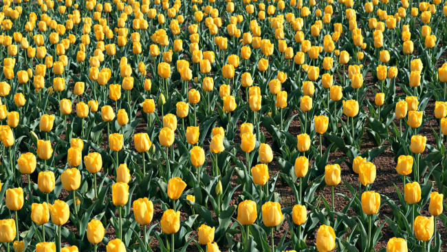 Обои картинки фото цветы, тюльпаны, желтых, тюльпанов, из, поляна
