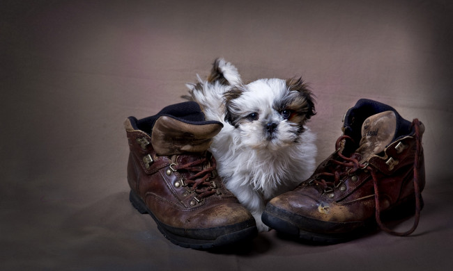 Обои картинки фото животные, собаки, лохматый, белый, пёсик, сапоги, обувь