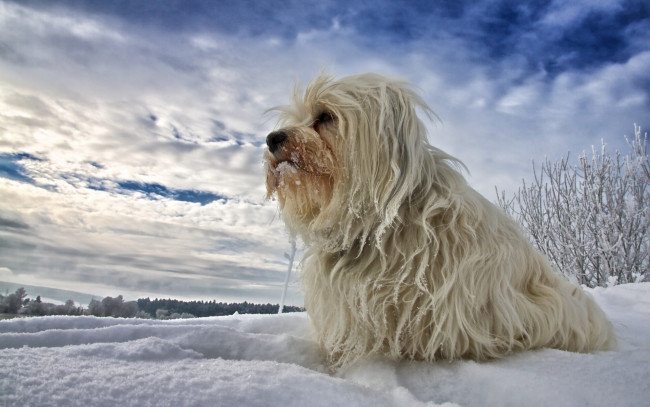 Обои картинки фото животные, собаки, гаванский, бишон, снег, зима, собака