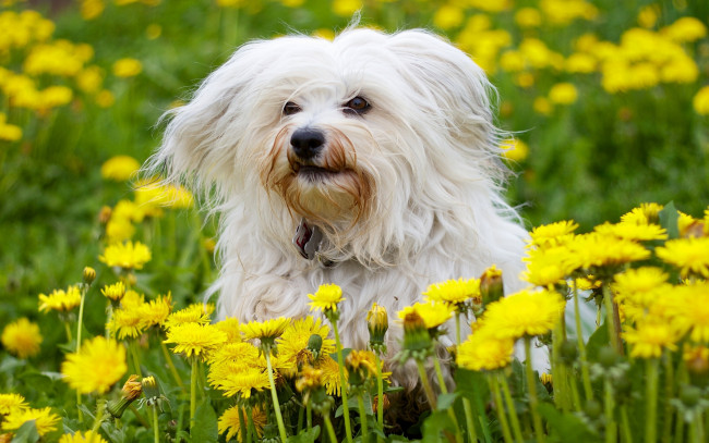 Обои картинки фото животные, собаки, гаванский, бишон, собака, одуванчики, цветы