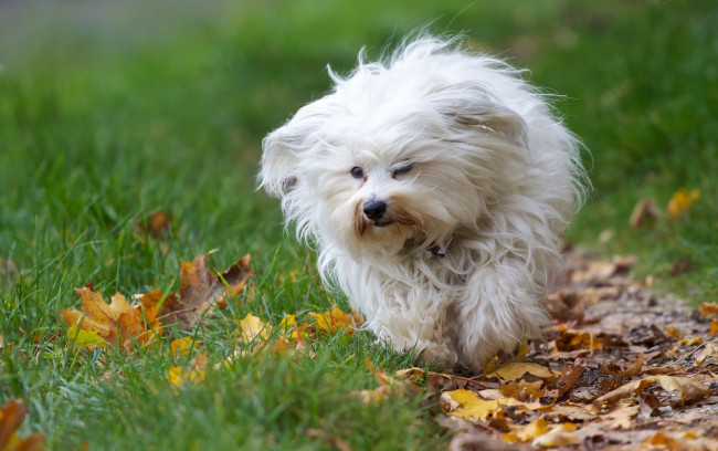 Обои картинки фото животные, собаки, листья, собака, осень, гаванский, бишон