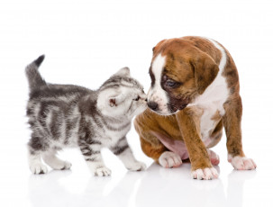 Картинка животные разные+вместе котенок щенок собака