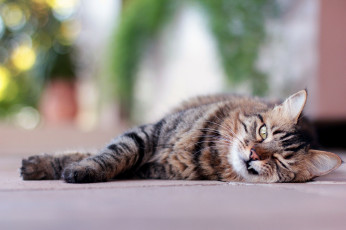 Картинка животные коты кошка кот лежит полосатый морда взгляд клык
