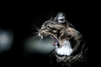Картинка животные коты кошка кот полосатый зевок зевает фон черный