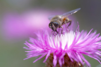 Картинка животные пчелы +осы +шмели сиреневый лопух цветок макро takaten